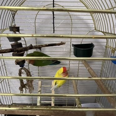 Попугай неразлучники