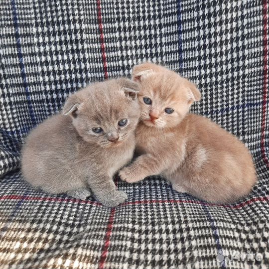 Шотландские малыши
