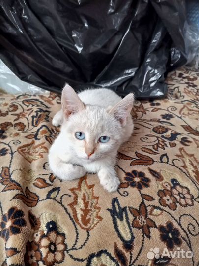 Котята в добрые руки приучены к лотку, обе девочки