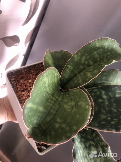 Сансевиерия dragon wings