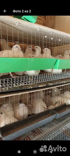 Техасский перепел, инкубационное яйцо