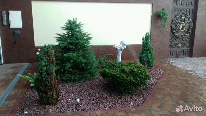 Продаю хвойные и декоративные растения