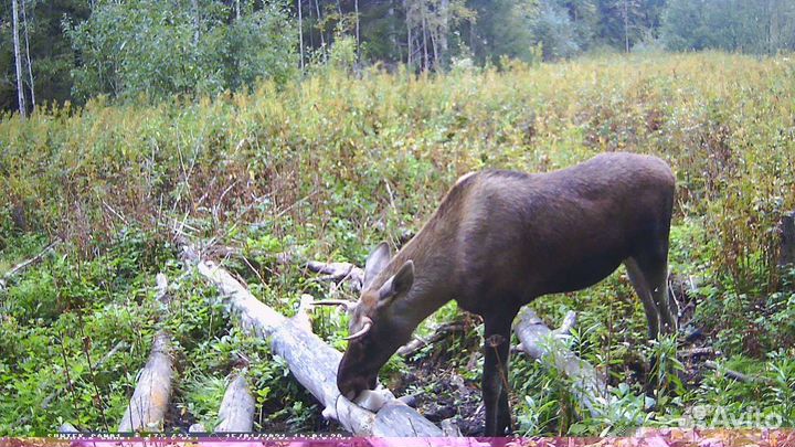 Фотоловушка филин 200 PRO HC-801M