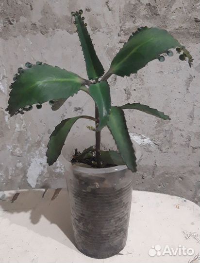 Комнатные цветы