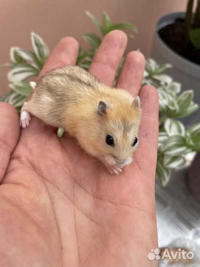 Джунгарские хомячки