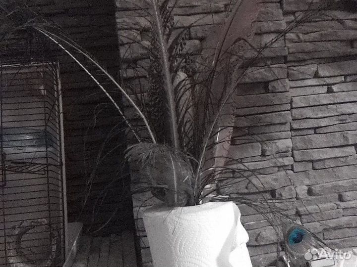 Перо павлинов