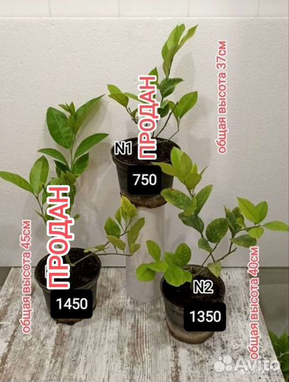 Лимон сорт Мейер, корнесобственный, удобрение