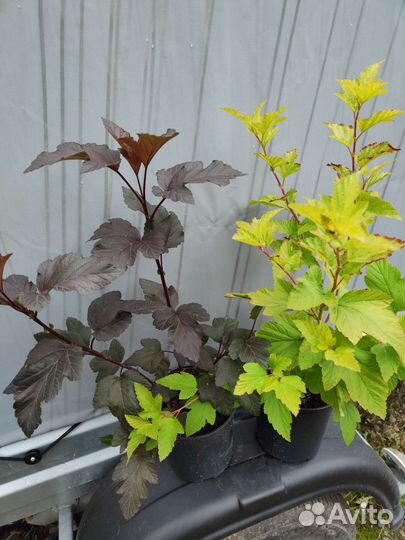 Пузыреплодник Ред Барон, Лютеус, Дьябло