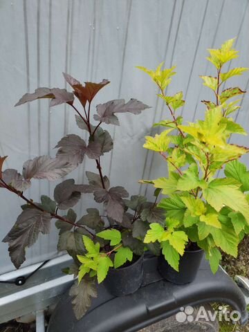 Пузыреплодник Ред Барон, Лютеус, Дьябло