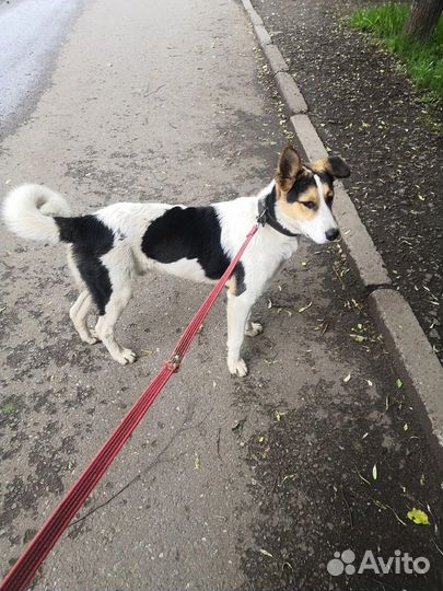 Молодой пёс Пашка