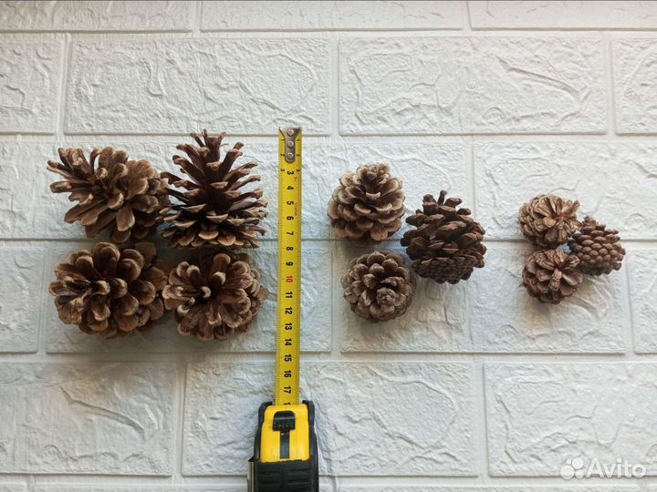 Шишки краснополянской сосны