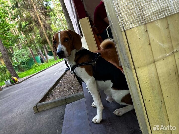 Собака в добрые руки отдам бесплатно