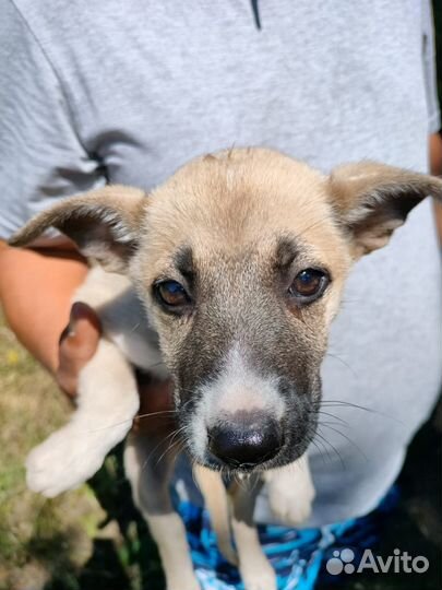 Собака в добрые руки отдам бесплатно