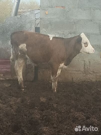 Телята (бычки) от 2.5 мес до 6