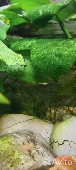 Мальки рыбок гуппи