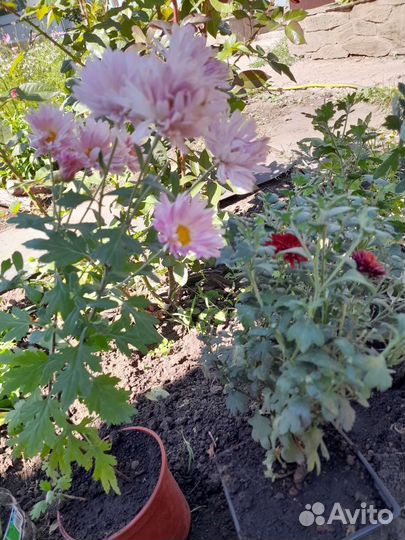 Хризантема