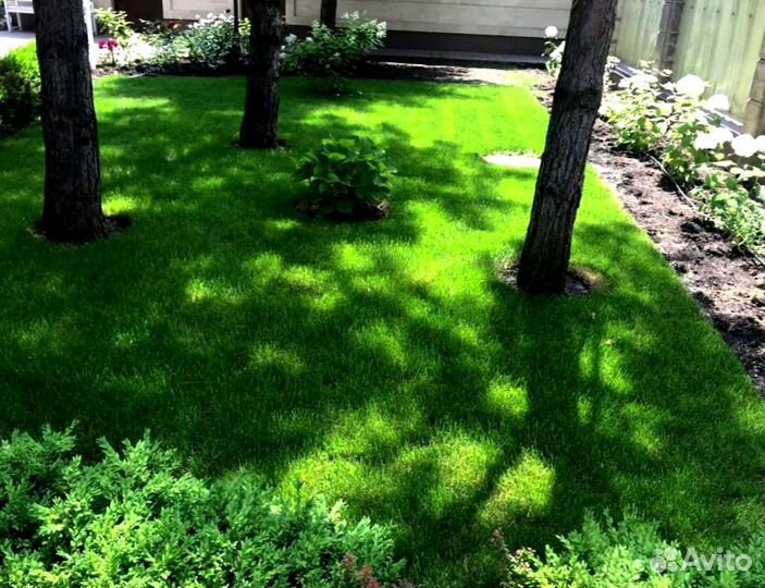 Рулонный газон