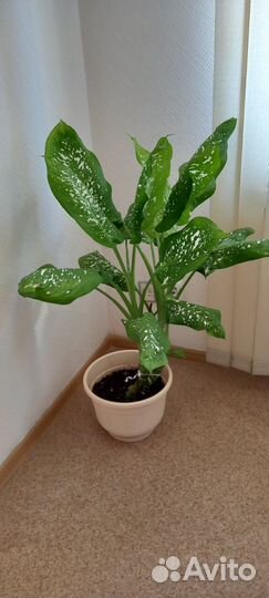 Цветок Диффенбахия