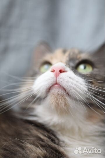 Кошки в добрые руки