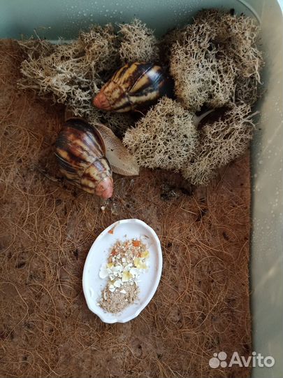 Улитка архахатина эгрегия