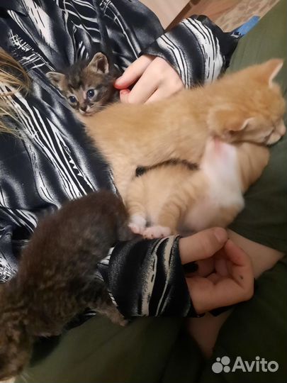 Котята бесплатно