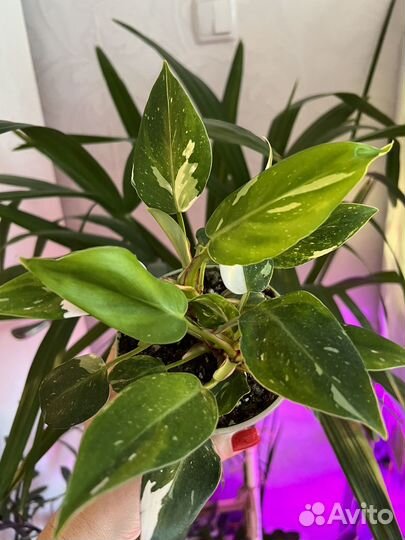 Филодендрон Белая Принцесса