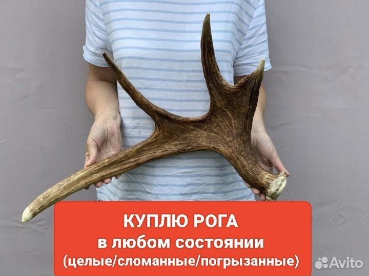 Рога оленя лося утилизация