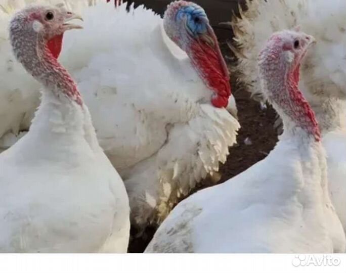 Индюки и индоутята