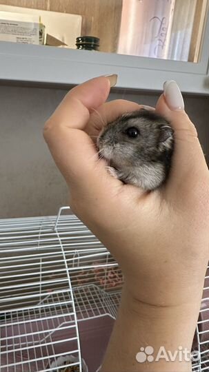 Хомяки вместе с клеткой