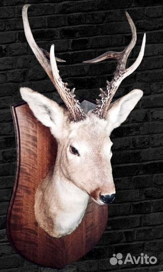 Чучело головы косули