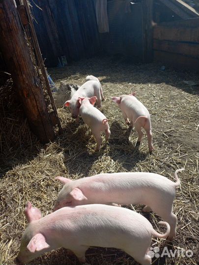 Поросята