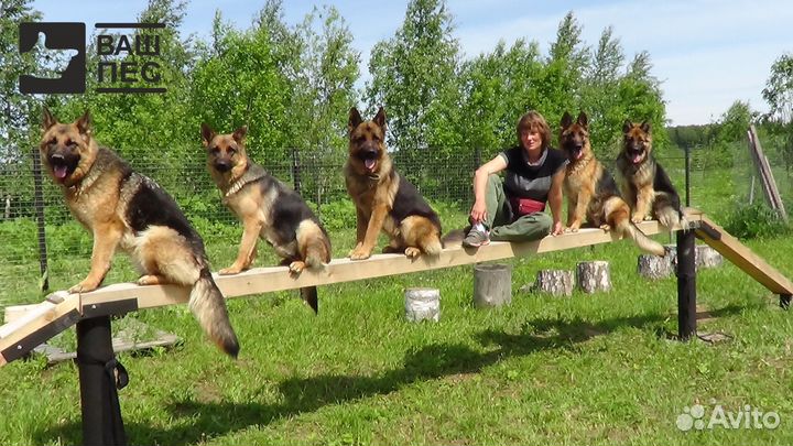 Дрессировка собак. Гостиница