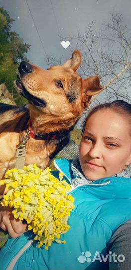 Передержка собак и кошек в домашних условиях