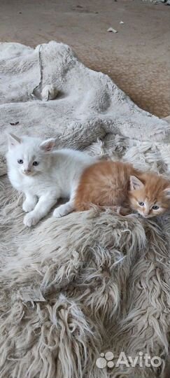 Красивые котята