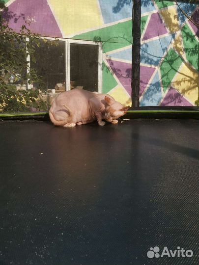 Канадский сфинкс эльф