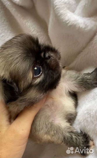 Мини пекинес