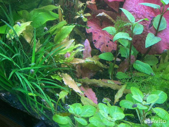 Прополка из своего аквариума