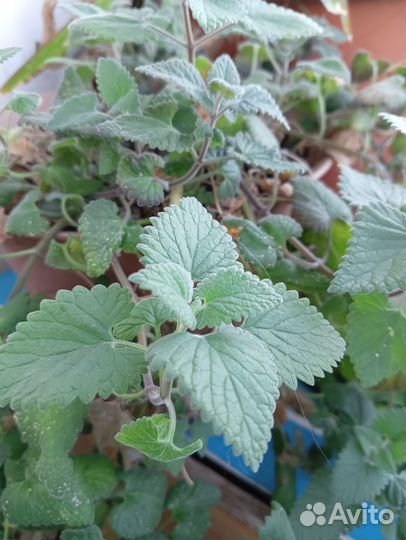 Кошачья мята (котовник)