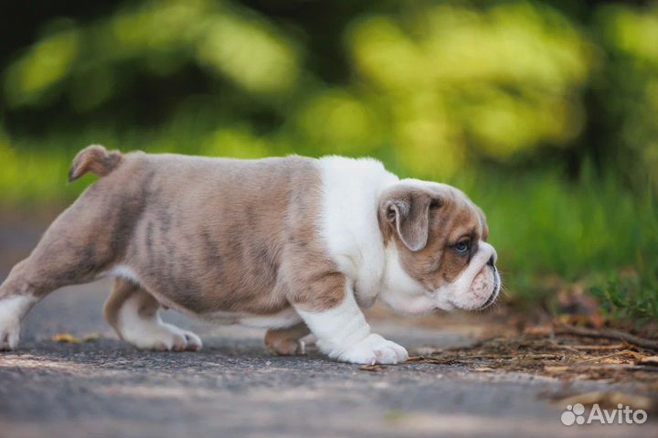 Щенки английского бульдога
