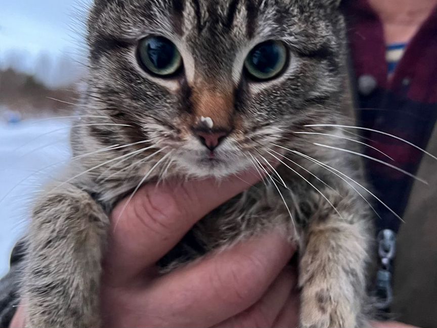 Котенок полосатая девочка в добрые руки