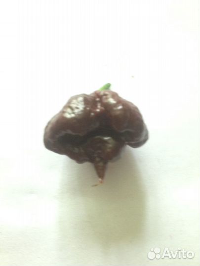 Острый перец Trinidad Douglah (7 Pot Chocolate)