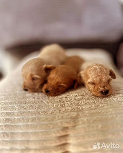 Мальтипу мини