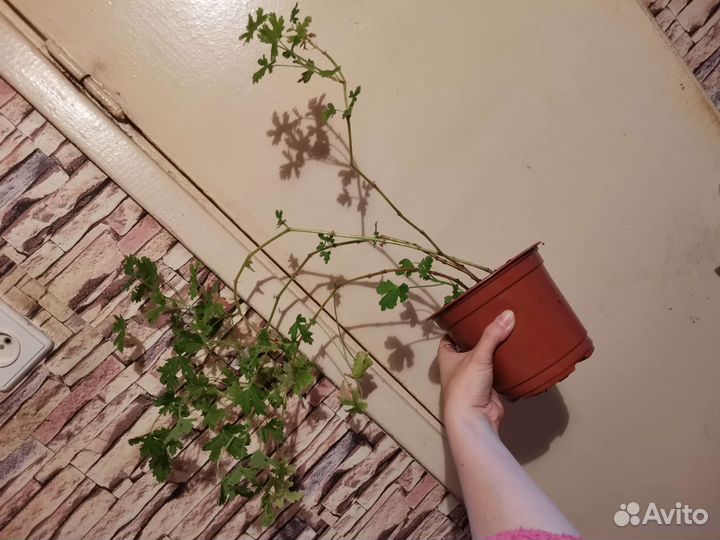 Герань душистая