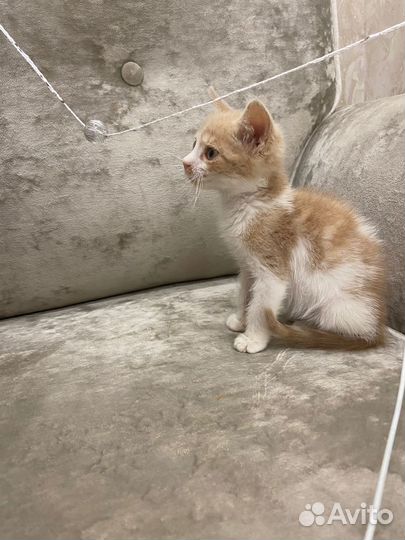 Котеночек мальчик