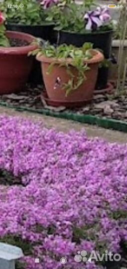 Флокс шиловидный