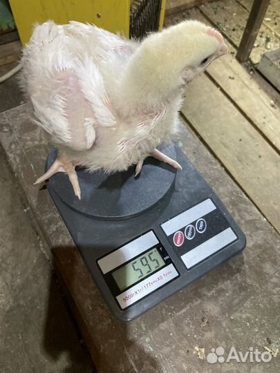 Бройлеры кобб 500