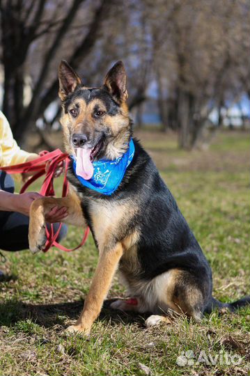Овчаристый мальчик в добрые руки