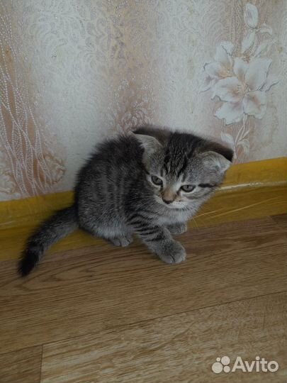 Котик бесплатно