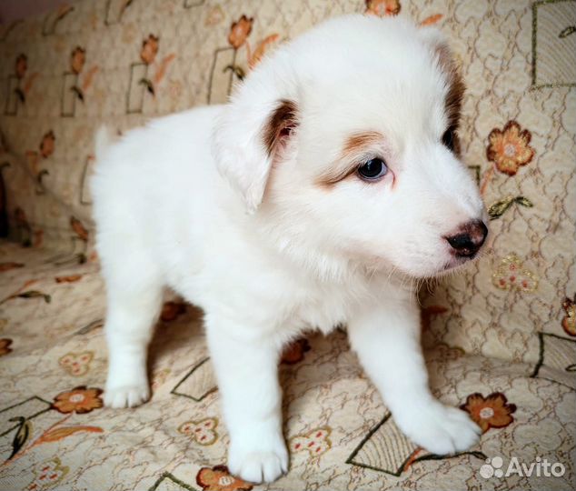 Сладкая булочка