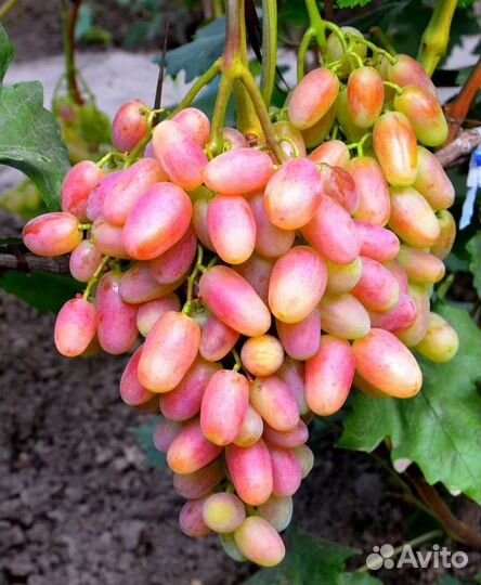 Виноград Ризамат